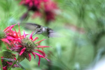 Hummingbird 1 by Robert Goldwitz art print