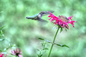 Hummingbird 4 by Robert Goldwitz art print