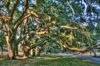Jeckel Island Treeline by Robert Goldwitz art print