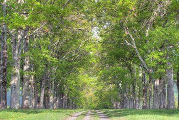 Mohonk IV by Robert Goldwitz art print
