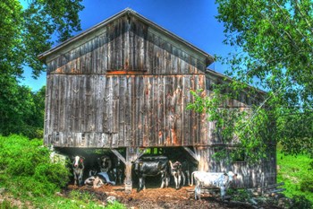 Old Barn and Cows by Robert Goldwitz art print