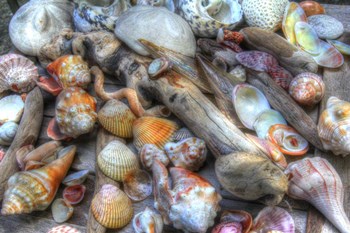 Shells II by Robert Goldwitz art print