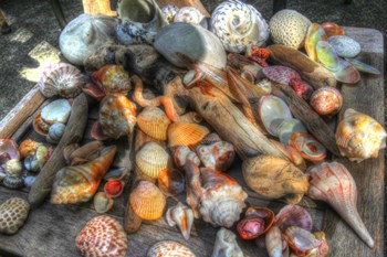 Shells III by Robert Goldwitz art print