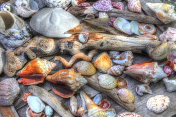 Shells IV by Robert Goldwitz art print