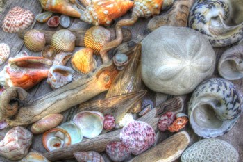 Shells V by Robert Goldwitz art print