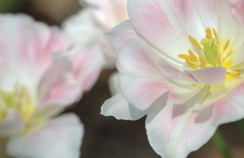 Three Pinks CU by Robert Goldwitz art print