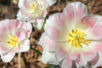 Three Pinks by Robert Goldwitz art print
