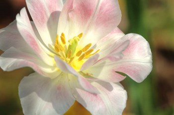 Tulip Pink CU by Robert Goldwitz art print