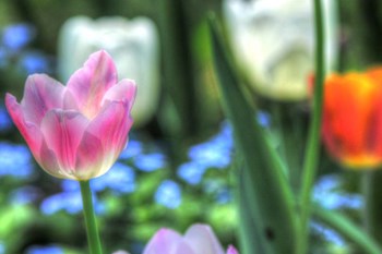 Tulips Four by Robert Goldwitz art print