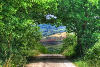 Tuscan Tree Tunnel by Robert Goldwitz art print