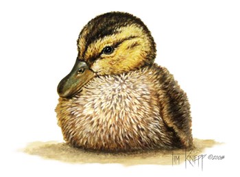 Duckling by Tim Knepp art print