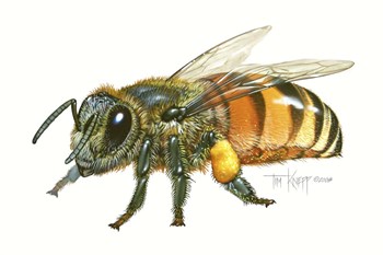 Honey Bee by Tim Knepp art print