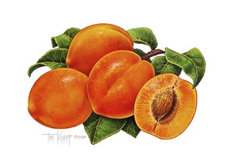 Peaches by Tim Knepp art print