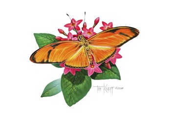 Julia Butterfly by Tim Knepp art print