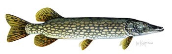 Northern Pike by Tim Knepp art print