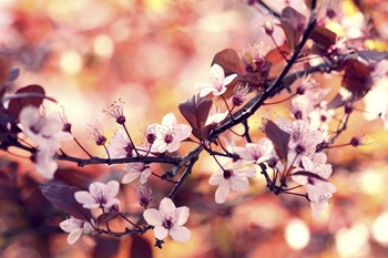 Colours Of Springtime by Incredi art print