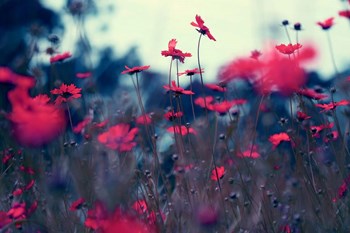 Evening Tunes by Incredi art print