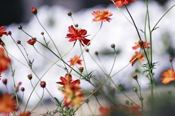 In Anticipation by Incredi art print