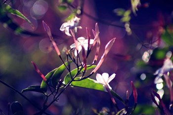 Like Sunday Morning by Incredi art print