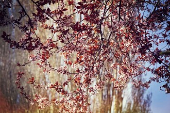 New Possibilities by Incredi art print