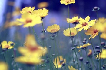 Summer Dance by Incredi art print