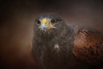 Portrait Of The Harris Hawk by Jai Johnson art print