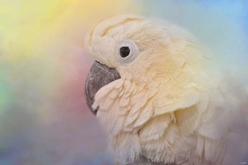Every Day Is Colorful Umbrella Cockatoo by Jai Johnson art print