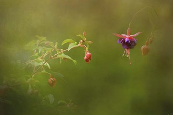 Fuchsia Buds and Bloom by Jai Johnson art print