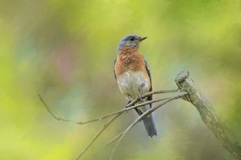 Bluebird On A Spring Day by Jai Johnson art print