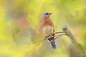 Spring Bluebird by Jai Johnson art print
