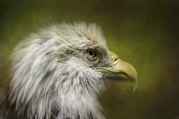 Bald Eagle In The Grove by Jai Johnson art print