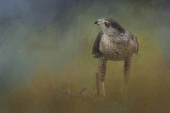 Evening Hawk by Jai Johnson art print