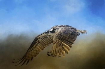 Osprey Over Pickwick by Jai Johnson art print