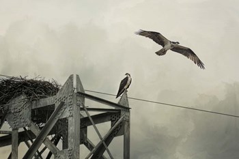 Ospreys At Pickwick by Jai Johnson art print
