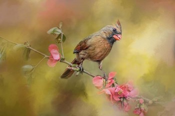 Spring Cardinal 1 by Jai Johnson art print