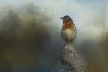 The Highest Point by Jai Johnson art print