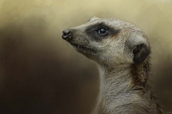 The Meerkat by Jai Johnson art print