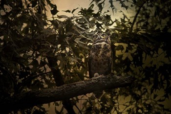 Night of The Owl 3 by Jai Johnson art print