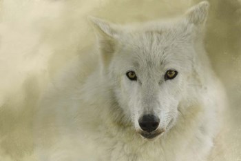 Portrait Of A Timber Wolf by Jai Johnson art print