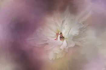 White Peony 1 by Jai Johnson art print