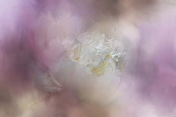 White Peony 2 by Jai Johnson art print