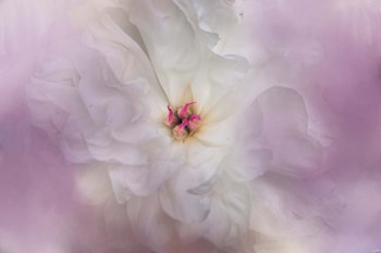 White Peony 4 by Jai Johnson art print