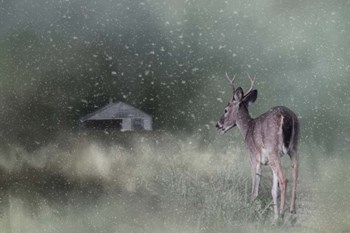 Heading Home In The First Snow by Jai Johnson art print