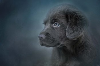 Blue Eyed Puppy by Jai Johnson art print