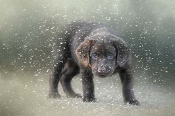 Her First Snow by Jai Johnson art print