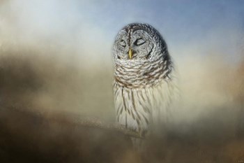 Daydreaming by Jai Johnson art print