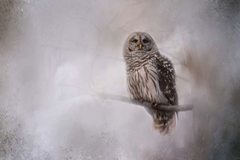 Winter Owl by Jai Johnson art print