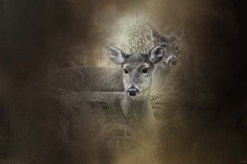 In Our Woods by Jai Johnson art print