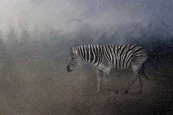 Zebra In A Snow Storm by Jai Johnson art print