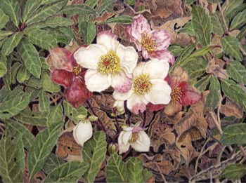 Hellebores by Jan Benz art print